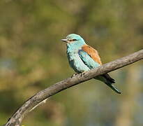 European Roller