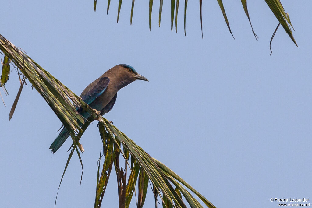 Indochinese Roller