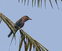 Indochinese Roller