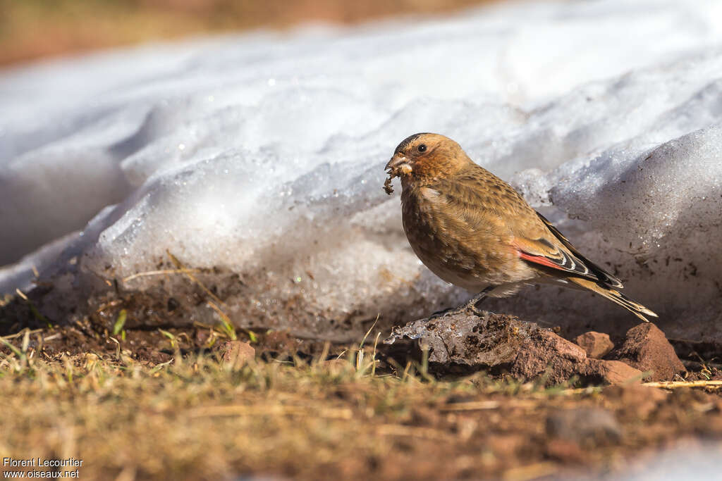 African Crimson-winged Finchadult, habitat, eats