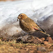 African Crimson-winged Finch