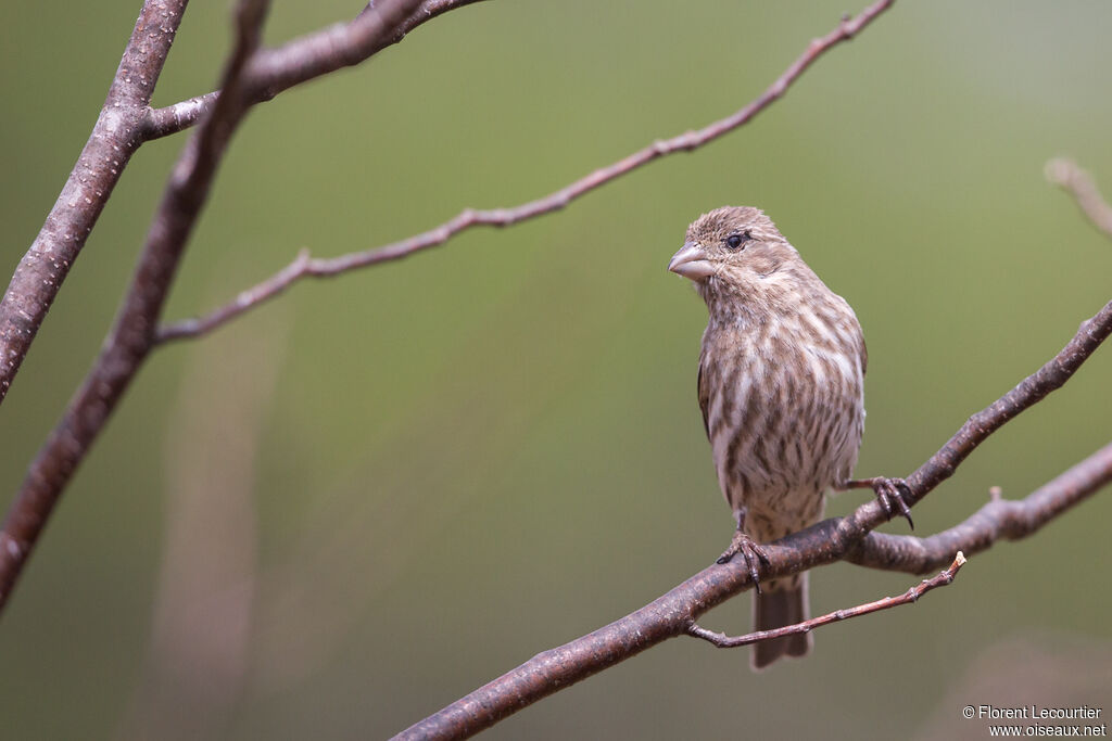 House Finch