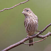 House Finch