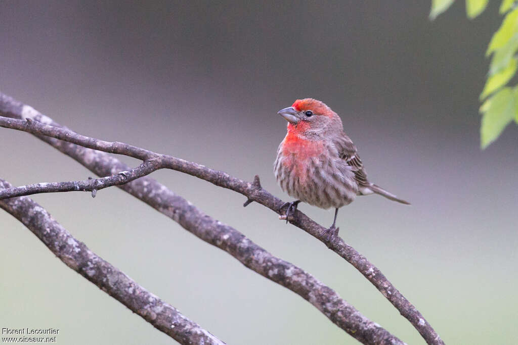 House Finch male adult breeding, close-up portrait