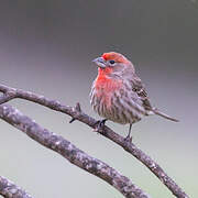 House Finch