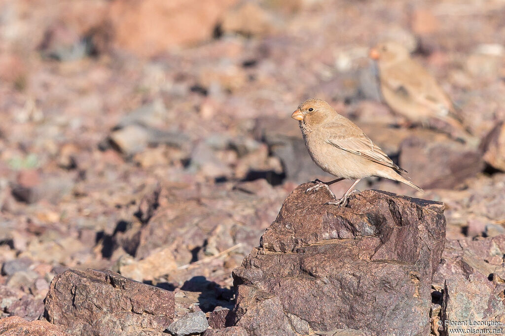 Trumpeter Finch