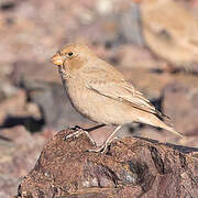 Trumpeter Finch