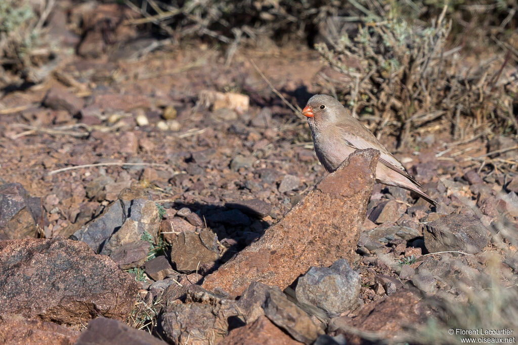 Trumpeter Finch male