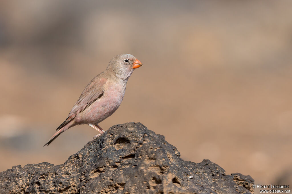 Trumpeter Finch male