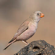 Trumpeter Finch