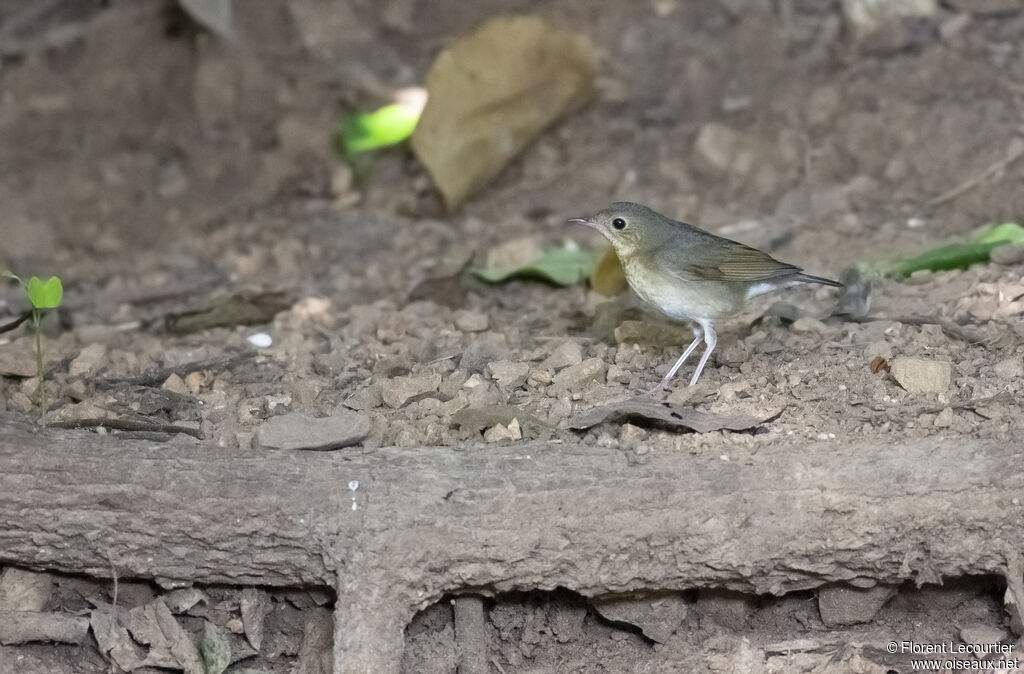 Siberian Blue Robin female