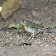 Siberian Blue Robin