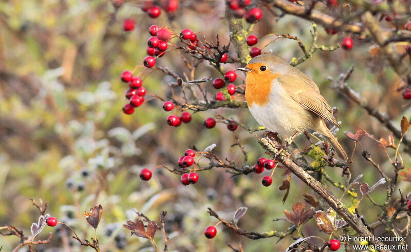 European Robin