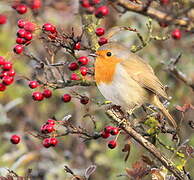 European Robin