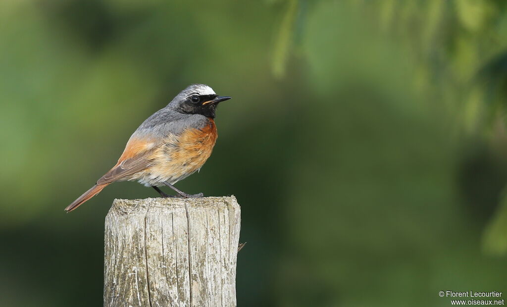 Common Redstart