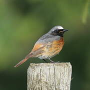 Common Redstart