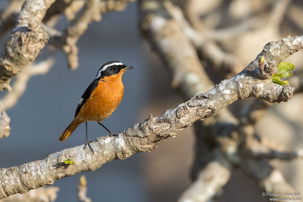 Moussier's Redstart male adult breeding