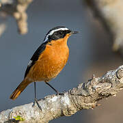 Moussier's Redstart