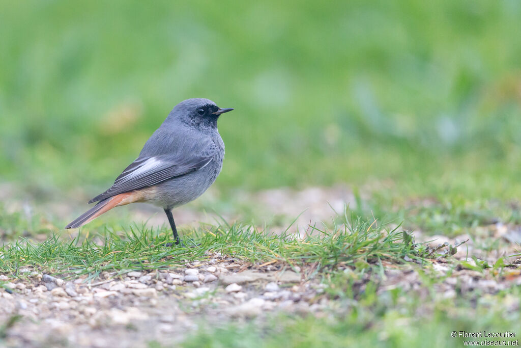 Black Redstart male