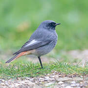 Black Redstart