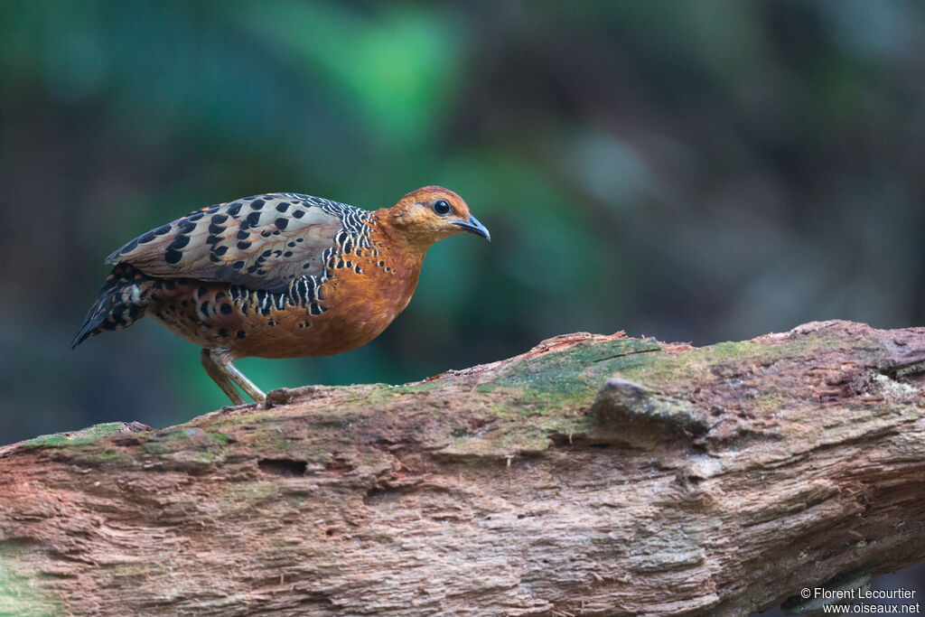 Ferruginous Partridgeadult