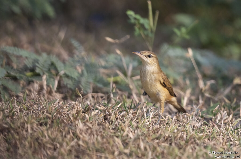 Oriental Reed Warbler