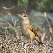 Oriental Reed Warbler