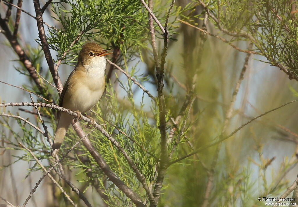 Eurasian Reed Warbler