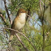 Eurasian Reed Warbler