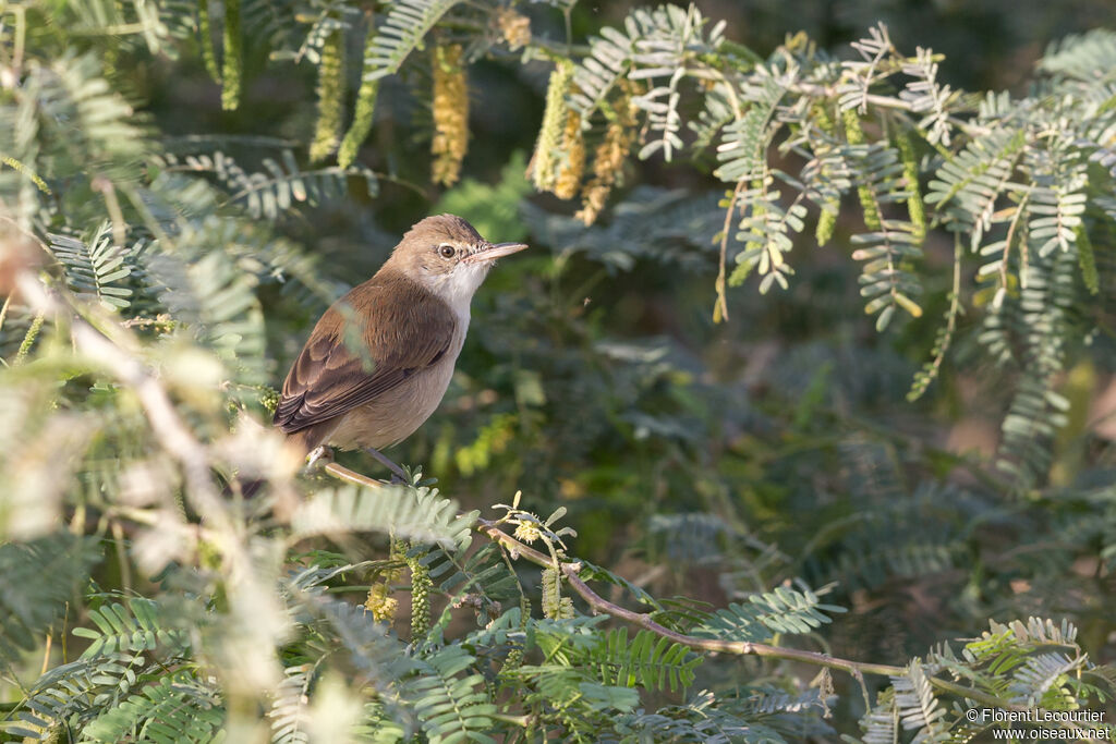 Clamorous Reed Warbler