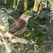 Clamorous Reed Warbler