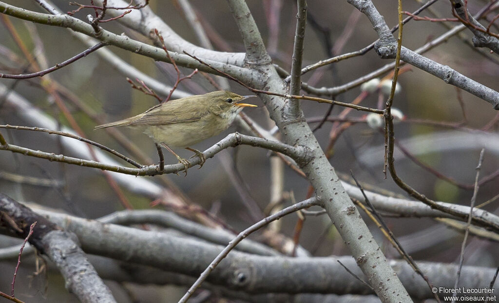 Marsh Warbleradult breeding