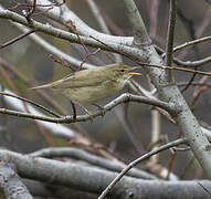 Marsh Warbler