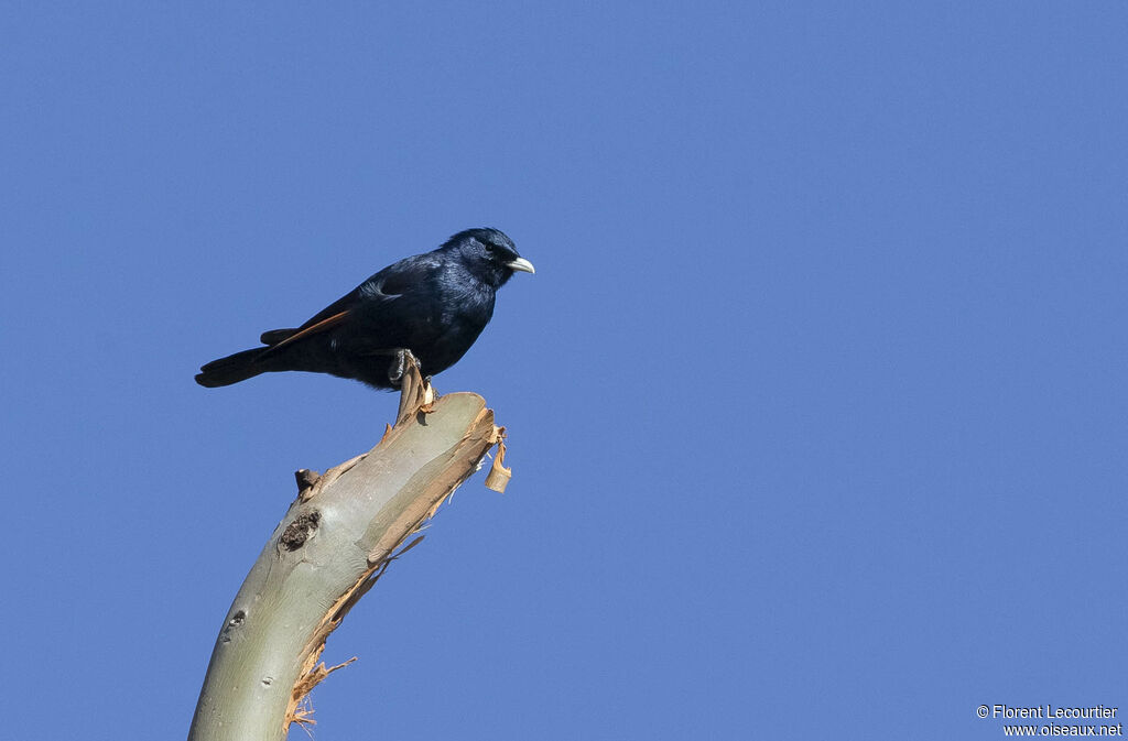 White-billed Starling male