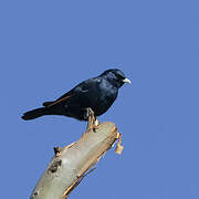 White-billed Starling