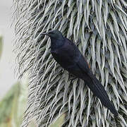 Slender-billed Starling