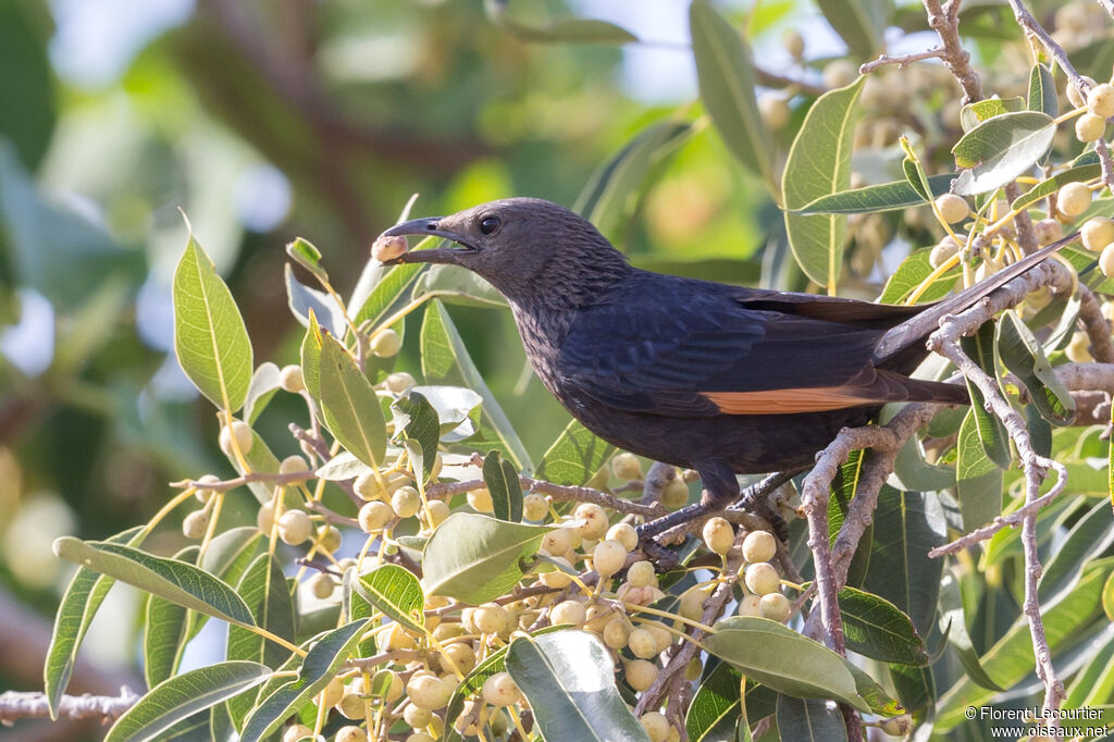 Tristram's Starling female