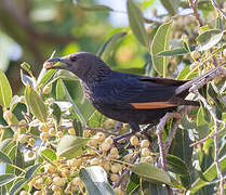 Tristram's Starling