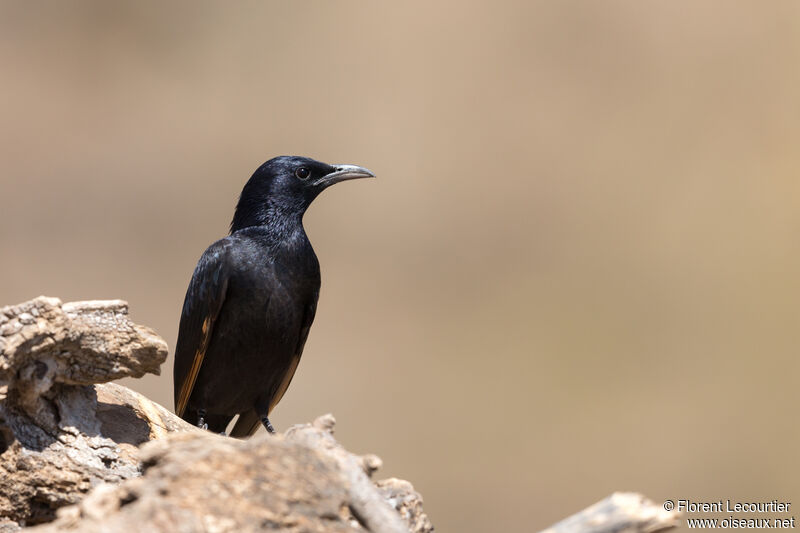 Tristram's Starling male