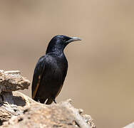 Tristram's Starling