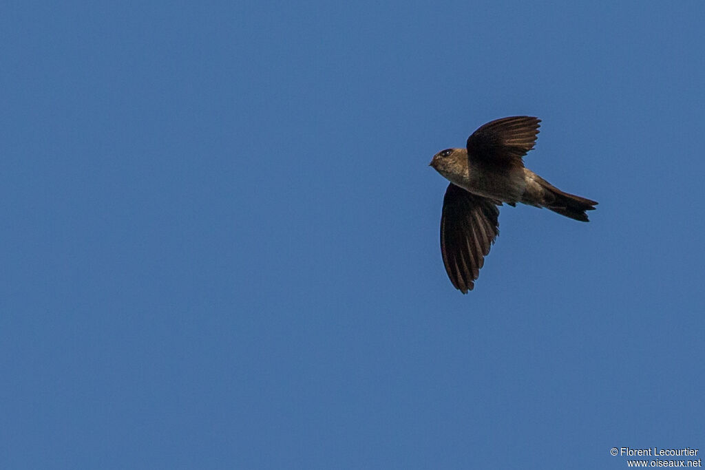 Germain's Swiftlet