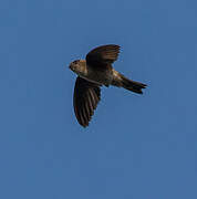 Germain's Swiftlet