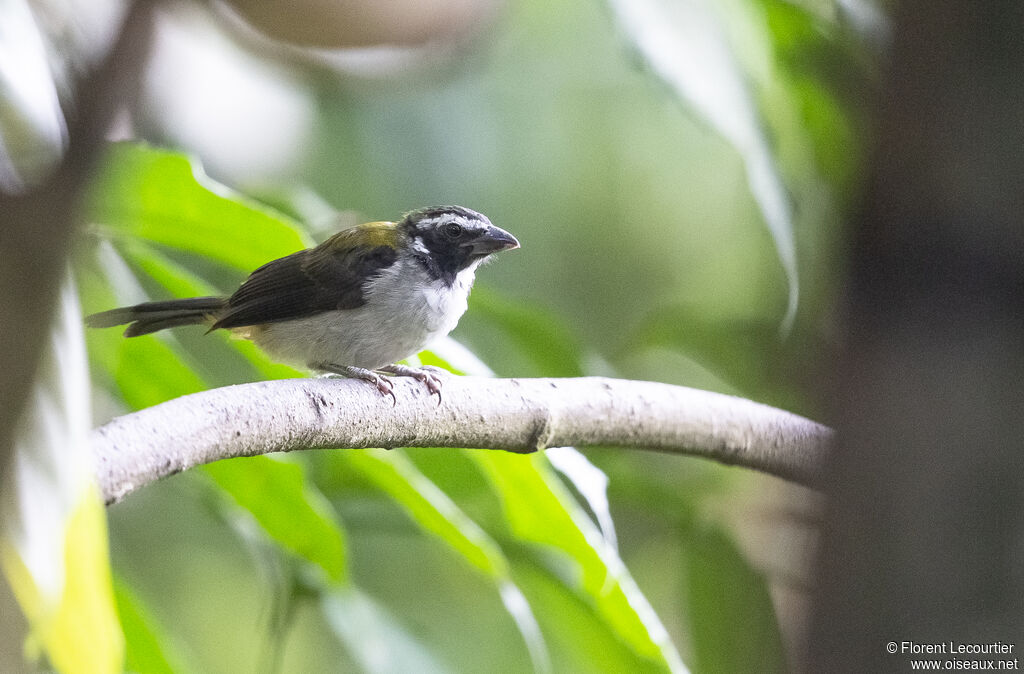 Black-winged Saltator