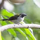 Saltator à ailes noires