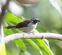 Black-winged Saltator