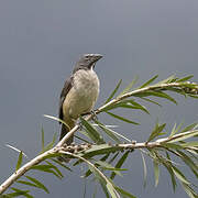 Olive-grey Saltator