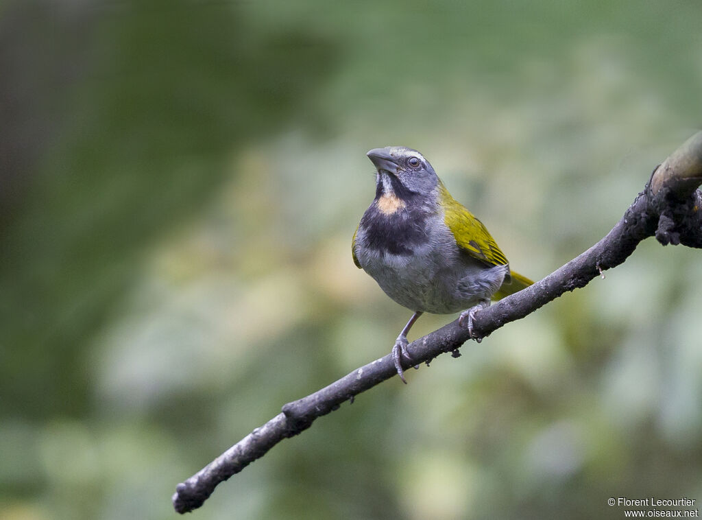 Saltator des grands-bois