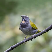 Buff-throated Saltator