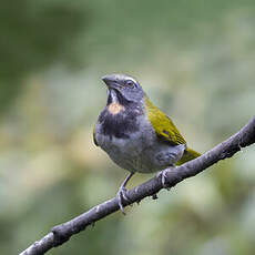 Saltator des grands-bois