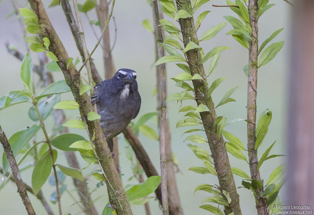 Cinnamon-bellied Saltator